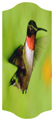 DARAY-C-027 Humming Bird 1